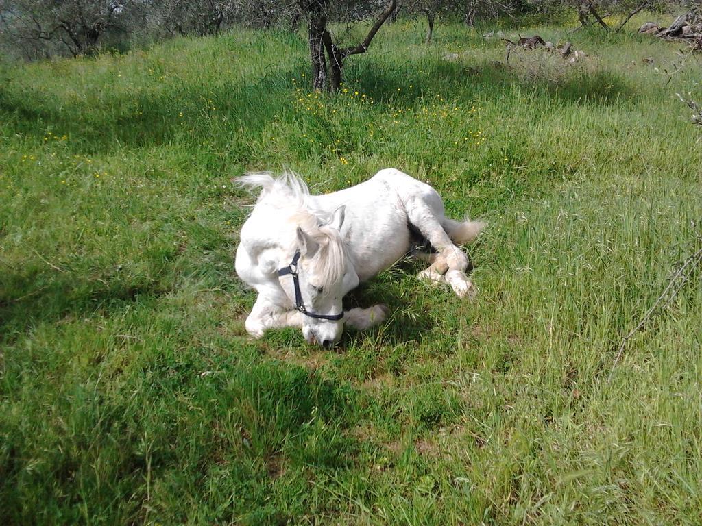 Villa Agriturismo Il Cavallone à Montelupo Fiorentino Extérieur photo